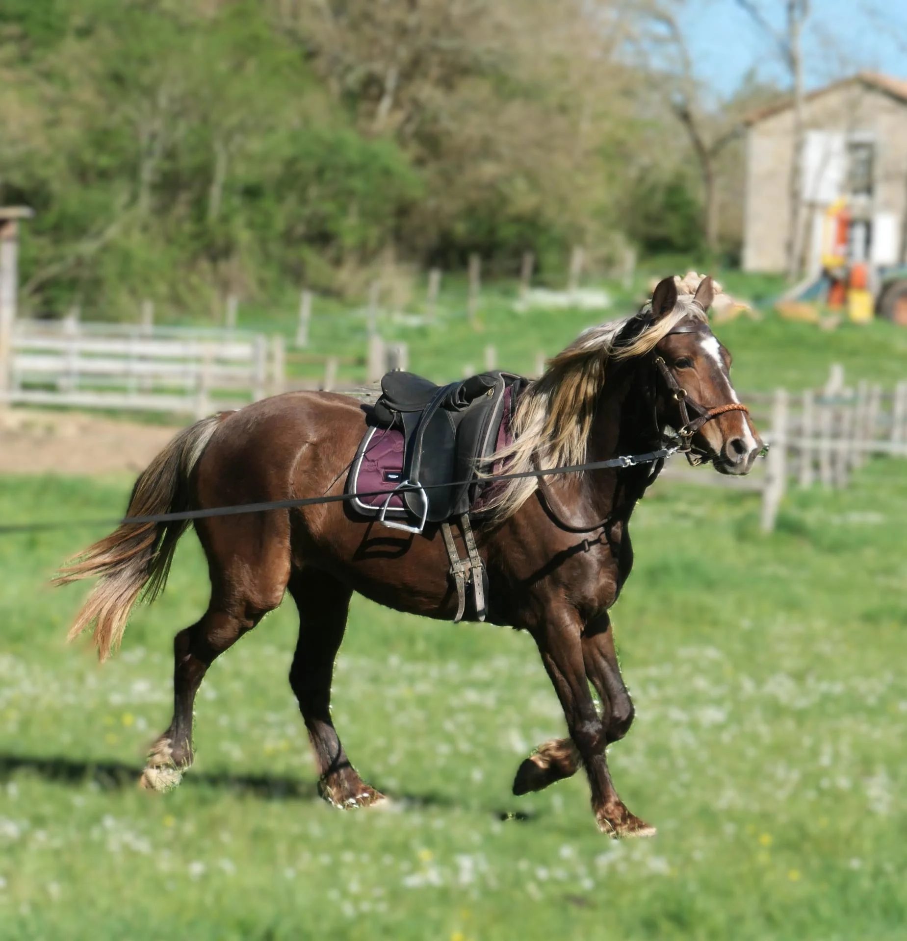 Jak1 1