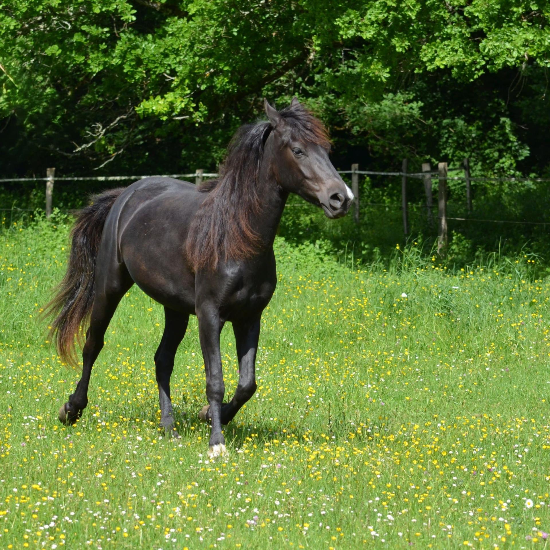 Melisse1